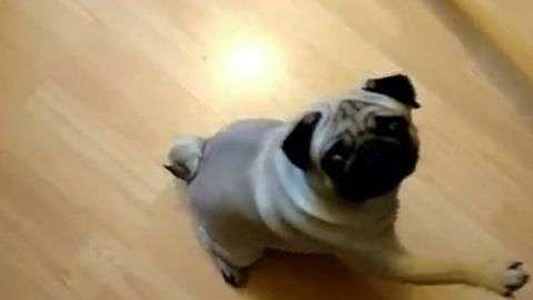 El perro de Mark Meechan realiza el saludo.