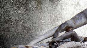 tamales-iguana-juchitan-oaxaca-mexico-semana-santa-0