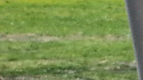 Día de la Tierra en Humboldt Park, Chicago.