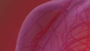 Tras sufrir un infarto, millones de células musculares del corazón se pierden de manera irreversible.