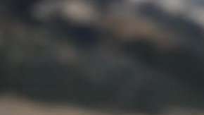 Tanto el perro Henry como el gato Baloo fueron rescatados de la calle.