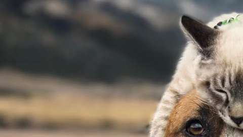 Tanto el perro Henry como el gato Baloo fueron rescatados de la calle.