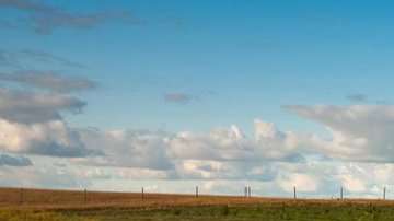 Les llaman cerezas de la pradera y son originarias de climas templado.