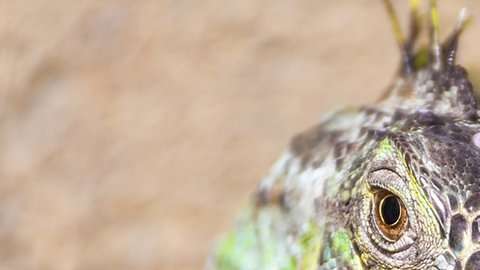 El ojo pineal de los lagartos es comúnmente conocido como el tercer ojo.