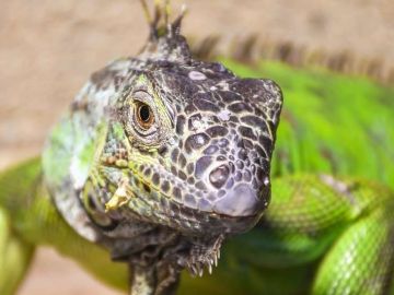 El ojo pineal de los lagartos es comúnmente conocido como el tercer ojo.