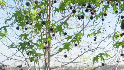 "Para mí era como abrir un diario en chino que, al mirarlo, no podía entender lo que eran esas líneas", dice John Corcoran.