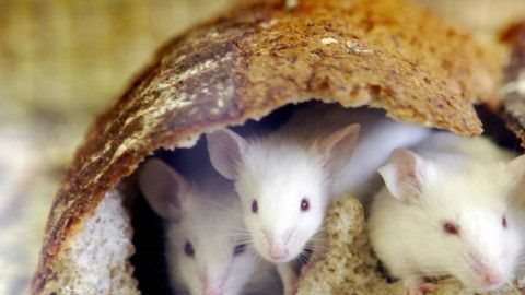 Según los investigadores, es imposible que los roedores hubieran podido engullir más de 500 kilos de droga.