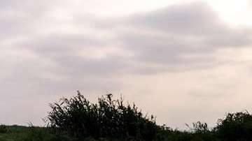 Se estima que 8 millones de toneladas de plásticos acaban cada año en el océano.