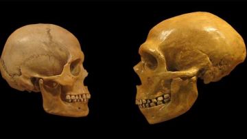 Las diferencias entre el cerebro de los humanos modernos y los neandertales pudo haber influido en su misteriosa extinción.