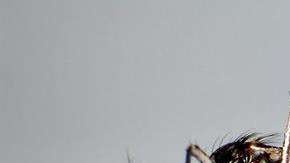 Detalle del mosquito "Aedes Aegypti", trasmisor del Zika.