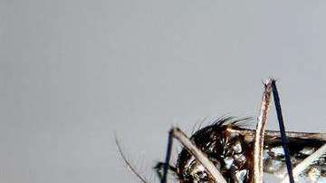 Detalle del mosquito "Aedes Aegypti", trasmisor del Zika.