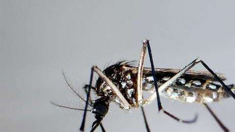 Detalle del mosquito "Aedes Aegypti", trasmisor del Zika.