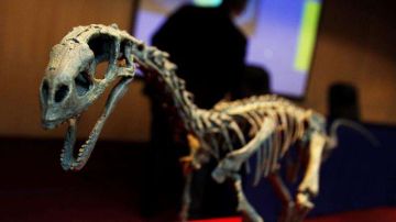 Imagen del esqueleto fósil del dinosaurio Chilesaurus diegosuarezi, en Santiago de Chile.