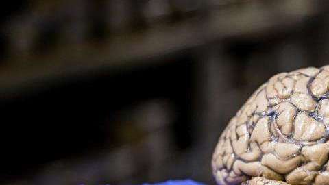 El cerebro se "actualiza" cuando enfrenta una novedad.