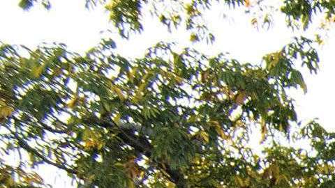 Integrantes de la Banda MS