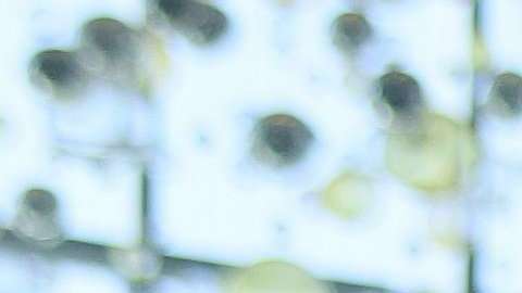 Gilberto Santa Rosa habla del reguetón.