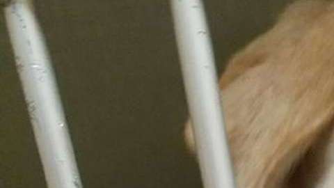 Baux sobrevivió gracias a la ayuda de Jamie, una mujer que se solidarizó, lo rescató y lo adoptó.