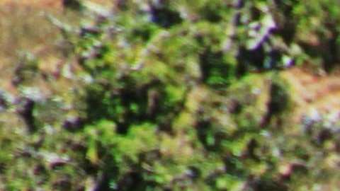 Los elefantes desaparecerán de la faz de la Tierra.