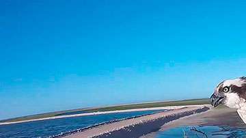 La observación de aves en su medio natural es ahora una actividad en constante crecimiento.