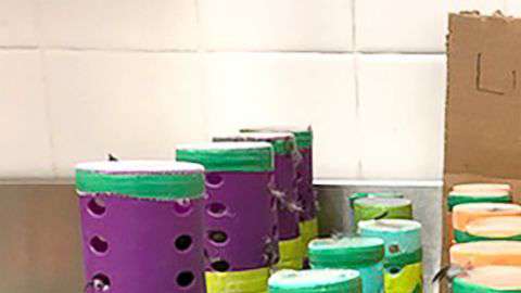 Los pajaritos estaban escondidos dentro de estos rulos, cubiertos además con calcetines