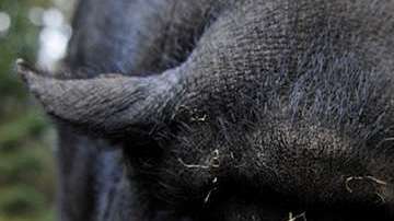 A pot-bellied pig (Sus scrofa) looks into the camera at "Schwarze Berge" animal part, south of Hamburg, in Rosengarten,†on December 4, 2012. Over a thousand animals live at the park with an area of 50 hectares.  AFP PHOTO / Axel Heimken /GERMANY OUT        (Photo credit should read Axel Heimken/AFP/Getty Images)