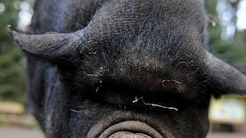 A pot-bellied pig (Sus scrofa) looks into the camera at "Schwarze Berge" animal part, south of Hamburg, in Rosengarten,†on December 4, 2012. Over a thousand animals live at the park with an area of 50 hectares.  AFP PHOTO / Axel Heimken /GERMANY OUT        (Photo credit should read Axel Heimken/AFP/Getty Images)