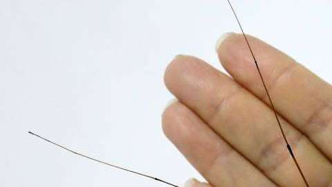 A pesar de su gran tamaño, es inofensivo.