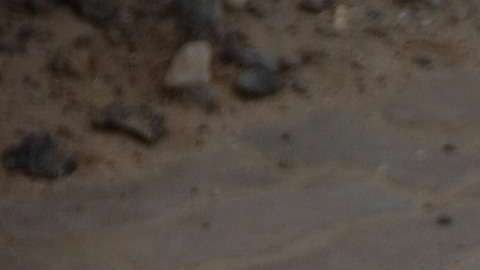 Si sorprendes a un perro que no te conoce entrando de repente a su casa o patio, este se sentirá asustado.