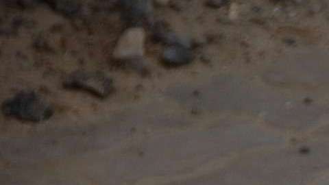 Si sorprendes a un perro que no te conoce entrando de repente a su casa o patio, este se sentirá asustado.