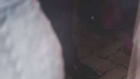 Un perro callejero irrumpe en la boda de esta pareja que acaba por adoptarlo.