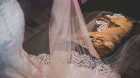 Un perro callejero irrumpe en la boda de esta pareja que acaba por adoptarlo.