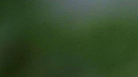 Kelly tachó de "patraña total" la información de NBC News