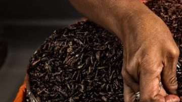 Los chapulines que se consumen en el Safeco Field de Seattle provienen del estado mexicano de Oaxaca. (Foto: OMAR TORRES/AFP/Getty Images)