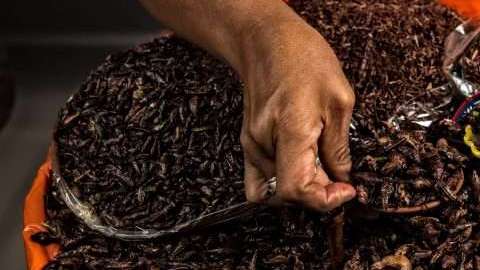 Los chapulines que se consumen en el Safeco Field de Seattle provienen del estado mexicano de Oaxaca. (Foto: OMAR TORRES/AFP/Getty Images)