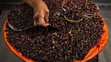 Los chapulines que se consumen en el Safeco Field de Seattle provienen del estado mexicano de Oaxaca. (Foto: OMAR TORRES/AFP/Getty Images)