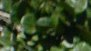 La pareja presidencial estuvo acompañada de Tiffany Trump.