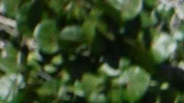 La pareja presidencial estuvo acompañada de Tiffany Trump.