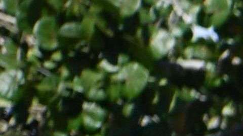 La pareja presidencial estuvo acompañada de Tiffany Trump.