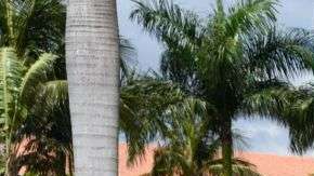 El Trump National Doral es muy usado por Republicanos.  MICHELE EVE SANDBERG/AFP/Getty Images