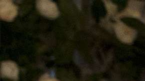 La pareja durante su llegada a la Cena de Estado.