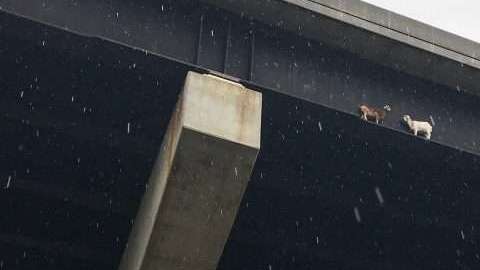 Dos cabras atrapadas en una autopista en Pensilvania.