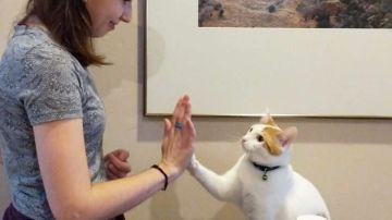 Un gato pude hacer muchos trucos, solo que hay que saber entrenarlos.