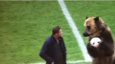 Un gigantesco oso se encargó de entregarle el balón a un árbitro de fútbol