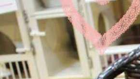 oyzji-old-cat-gets-adopted-by-elderly-couple1