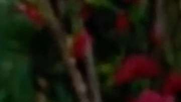 Pati Chapoy, conductora principal de "Ventaneando"