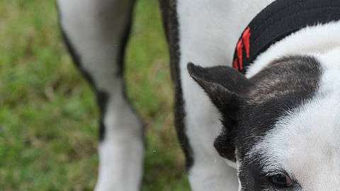 Dos perros de la raza Pitbull mataron a un niño.