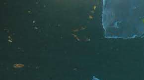 Los popotes plásticos son una amenaza para las especies marinas.