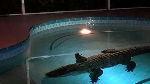 Este gran cocodrilo nadaba en la piscina de una familia en Sarasota, Florida.