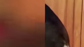 Un ternero es rechazado por us madre y adoptado por una familia de perros