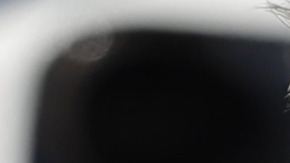 Trump recibe un premio a su impopularidad